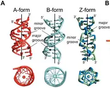 峰度控股骆国峰